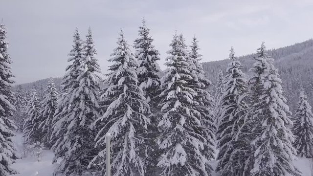 Winter forest Mountain Shoria D-log