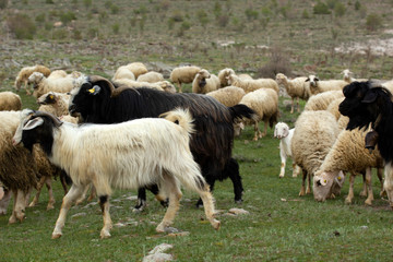 Goats and sheep. The herd is grazing in nature.