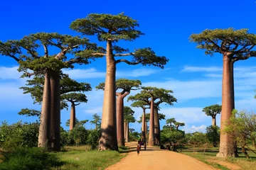 Fototapete Rund Baobab Highway, Madagaskar, Afrika © KENTA