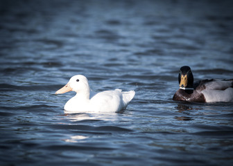 Fototapeta premium a pair of mallard albino whilte duck in a pond water select focus blur