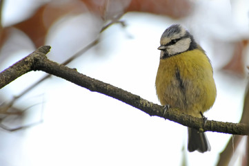 blue tit perched in cherry tree with red leaves