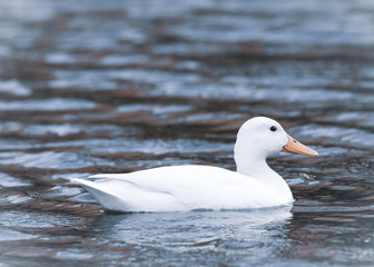 Fototapeta na wymiar portrait of a white albino mallard duck bird in a pond water