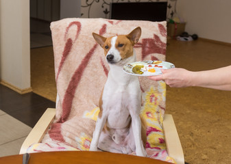 Basenji dog shows indifference to master's trying to feed the pet with human food while sitting at...