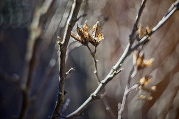 Zasuszone kwiaty hibiscus w ciepłym słońcu  © SLAVKO