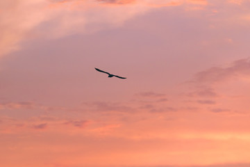 Fototapeta na wymiar birds in the sky sunset