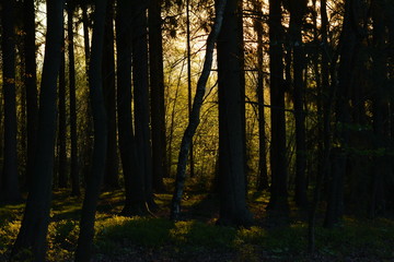 Obraz premium Sonnenaufgang im Wald Erzgebirge
