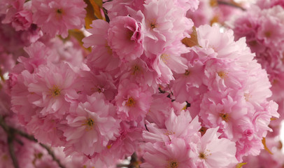 Flowering spring sakura. Pink blooming cherry blossoms