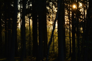 Sonnenaufgang im Wald  Erzgebirge