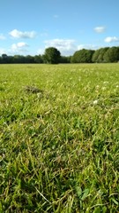park field grass