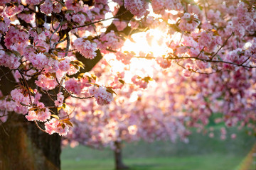 Kirschblüte am Fliegeberg alias Lilienthalpark in Berlin