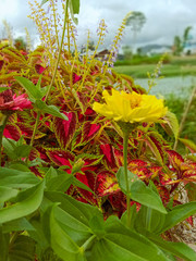 red and yellow flowers