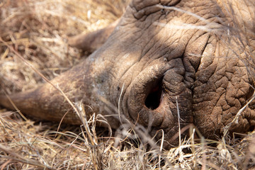 rhino lying down