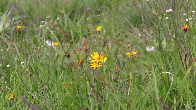 Campo com flores silvestres