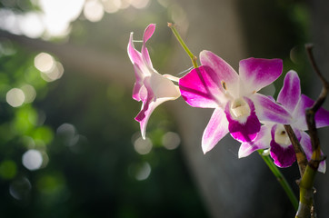 Fototapeta na wymiar purple orchids in fresh garden , orchids flowers and sunlight background