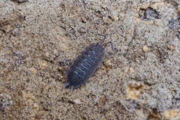 one small black insect wood louse is sitting on gray earth in nature
