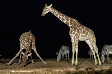 Reticulated Giraffe at night