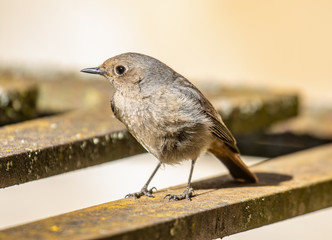 Hausrotschwanz Jungvogel