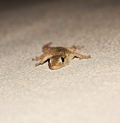 lagarto