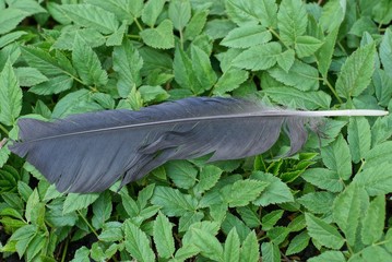 one black crow feather lies on the green leaves of plants in nature