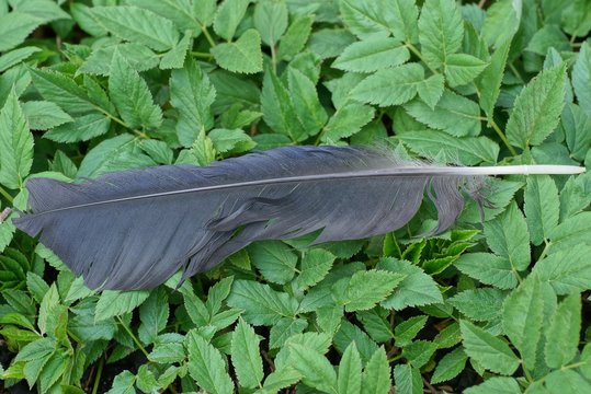 "Crow Feather" Images – Browse 22 Stock Photos, Vectors, and Video