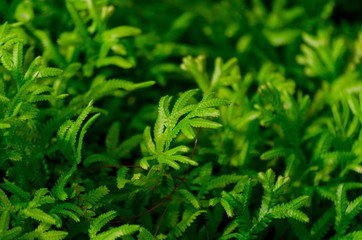 Green plant in garden and blur background, flash condition