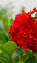 Red flowers in the fresh garden, flower background