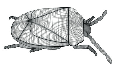Vector illustration of a geometric polygonal harlequin bug. Abstract linear insect.