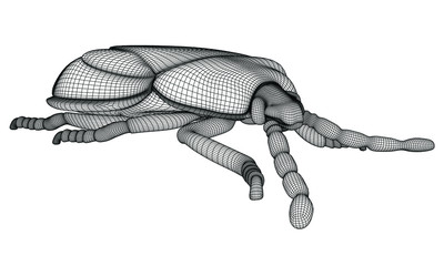 Vector illustration of a geometric polygonal harlequin bug. Abstract linear insect.