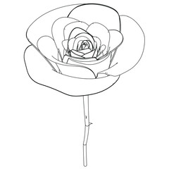 Rose silhouettes vector illustration. Roses stencils isolated on white background