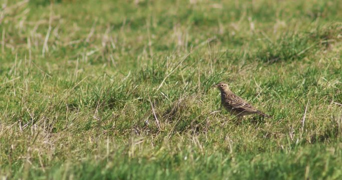 Brown bird taking off from grassy field, Cranborne Chase, Wiltshire, UK
