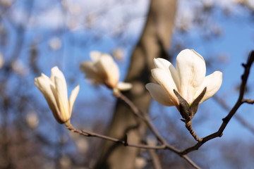 A branch with white magnolias and buds on a background of a blurred garden and blue sky. White petals with pink veins. The photo was taken close-up especially for you.
