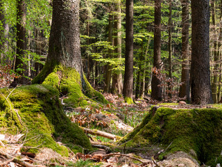 A tree with moss in a forest with to blurred stups covered with moss in the front.