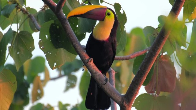 Keel billed toucan (Ramphastos sulfuratus) sits on the branch looks around and jumps away. Costa Rica(shot in urban area of Jaco town)