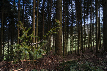 Fototapeta premium Schwarzwald Wald Baden-Württemberg Natur