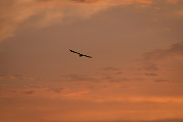 Fototapeta na wymiar bird in the sky sunset