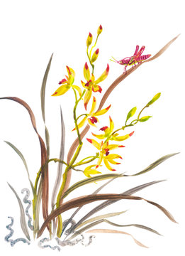 Wild orchid and grasshopper, watercolor illustration on a white background. isolated. Painting with flowers and insects in the Chinese style of u-shin, sumi-e, oriental graphics in ink and watercolor.
