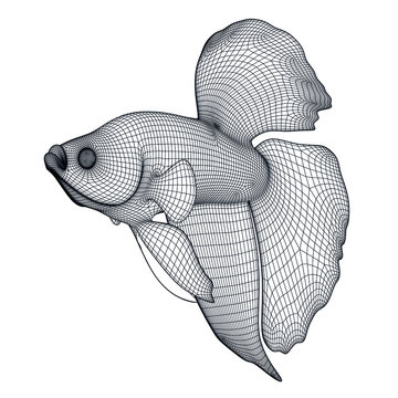recommend clip art: Siamese fish polygonal lines illustration. Abstract vector fish on the white background
