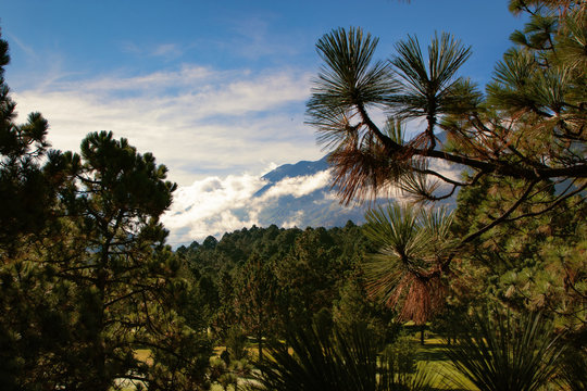 Bosque de Monterreal