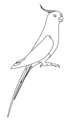 Australian Cockatiel parrot polygonal lines illustration. Abstract vector parrot on the white background