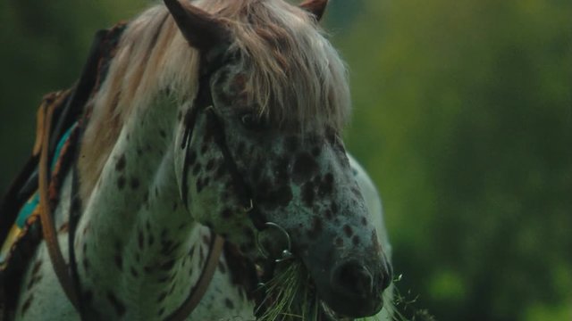 horses graze in the steppe