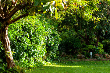 A fragment of a park with a tree trunk, a green bush backlit by the setting sun