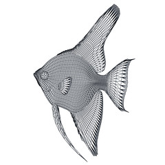 angel fish polygonal lines illustration. Abstract vector angel fish on the white background