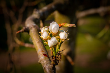 Blossoms of a Pear Tree in Spring