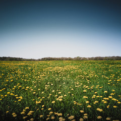 field of dandelions