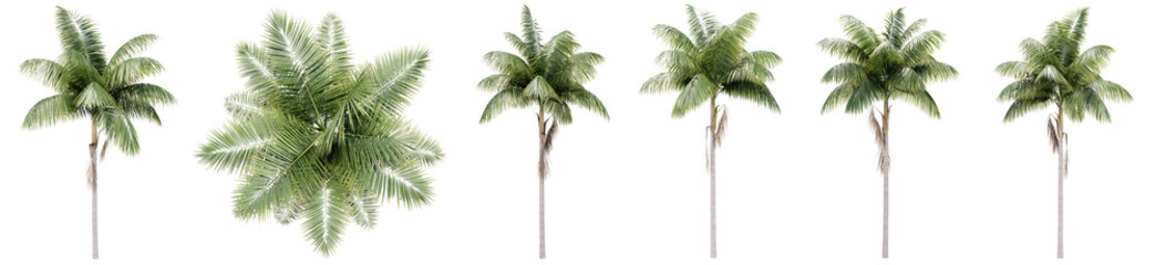 Set or collection of green palm trees isolated on white background. Concept or conceptual 3d illustration for nature, ecology and conservation, strength and endurance, force and life
