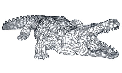 Naklejka premium Crocodile polygonal lines illustration. Abstract vector crocodile on the white background