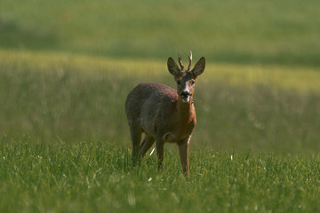 deer in the meadow
