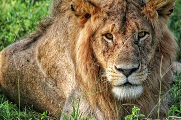 portrait of a lion