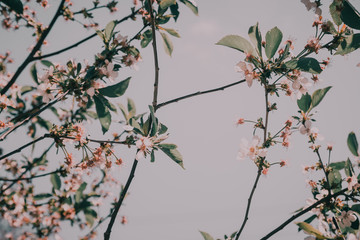 Cherry blossom in full bloom. 
