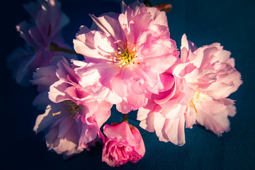 Blossoms of a Japanese Cherry Tree - Sakura Tree